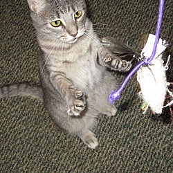Thumbnail photo of SORRY - THUNDER HAS BEEN ADOPTED! #1