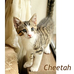 Photo of Cheetah