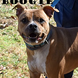 Thumbnail photo of Boogie #2