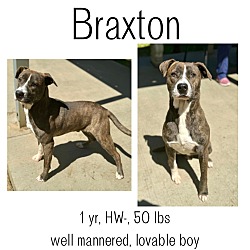Thumbnail photo of Braxton #1