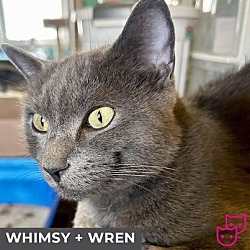 Photo of Whimsy (bonded with Wren)