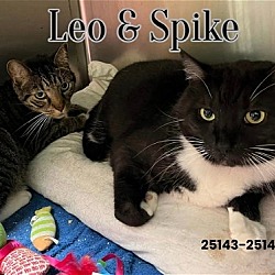 Photo of Leo and Spike - FREE Adoption Fee and Gift Bag