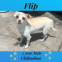 Photo of FLIP–2 YEAR MALE CHIHUAHUA