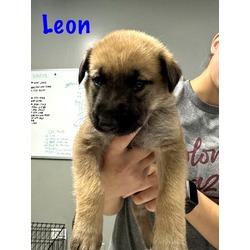 Photo of Leon