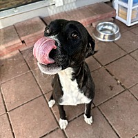 adopt a pet