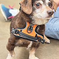 adopt a pet