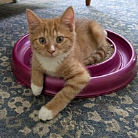 adopt a pet