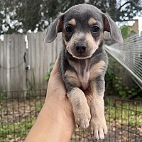 adopt a pet