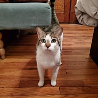 adopt a pet