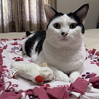adopt a pet