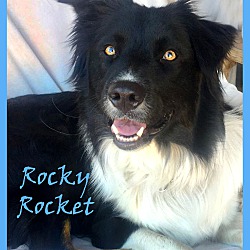 Thumbnail photo of ROCKY #2