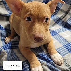 Thumbnail photo of Oliver #2