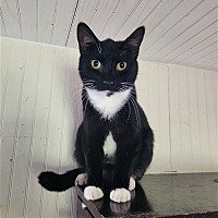 adopt a pet