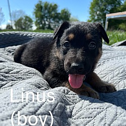 Thumbnail photo of Linus #1