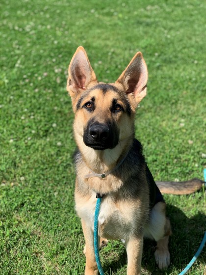 Photo of Chevy (In Training)(Main Campus- Waived Fee)