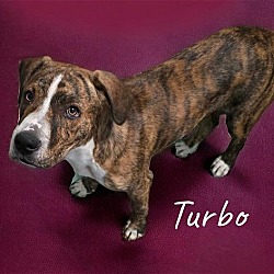 Thumbnail photo of Turbo #2