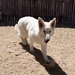 Thumbnail photo of Snowy ***RESCUE CENTER***Bonded with Rocky #3