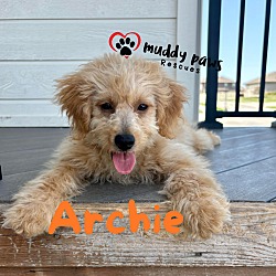 Thumbnail photo of Archie - ABC Litter - No Longer Accepting Applications #2