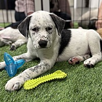 adopt a pet