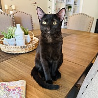 adopt-pet