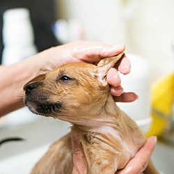 Thumbnail photo of Kit Kat - green eyed puppy #3