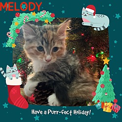 Photo of Melody