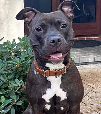 Fort Lauderdale, FL - Pit Bull Terrier. Meet Cocoa a Pet for Adoption ...