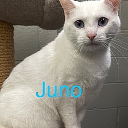 Photo of JUNO (BLUE EYES)