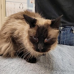 Photo of Luna