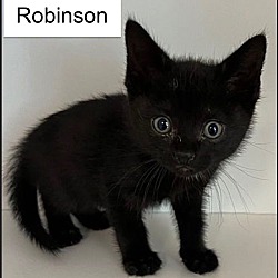 Thumbnail photo of Robinson #2