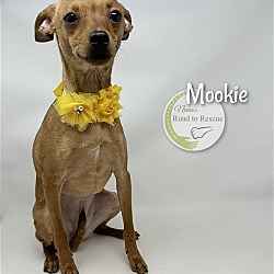 Thumbnail photo of Mookie #2