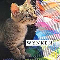 Thumbnail photo of Wynken #3