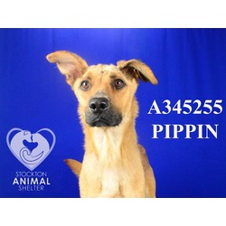 Photo of PIPPIN