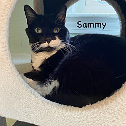 Thumbnail photo of Sammy #2