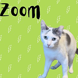 Thumbnail photo of Zoom #1