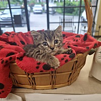 adopt a pet