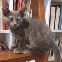 adopt a pet