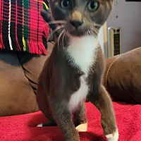 adopt a pet