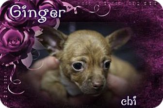 Desert Hot Springs Ca Chihuahua Meet Ginger A Pet For Adoption