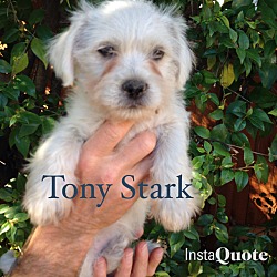 Thumbnail photo of Tony Stark - Diana Prince Pup #2