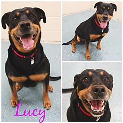 Thumbnail photo of Lucy! #3