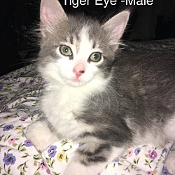 Photo of Tiger Eye