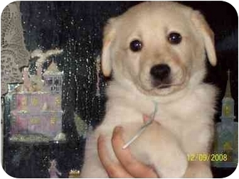 Dunkirk Ny Labrador Retriever Meet Puppies A Pet For Adoption Dunkirk Ny Labrador Retriever Meet