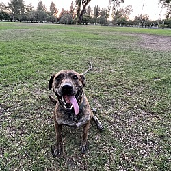 bonded pet photo