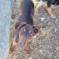 Photo of Atlas