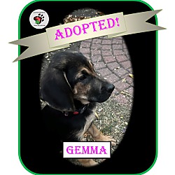 Thumbnail photo of Gemma - ADOPTED #1
