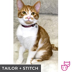 Thumbnail photo of Tailor (bonded with Stitch) #2