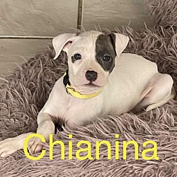 Photo of Chianina   (Cow Puppies 2024)