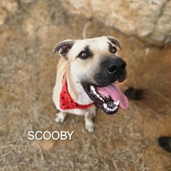 Thumbnail photo of Scooby #4