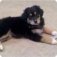 Howell Mi Bernese Mountain Dog Meet Cade A Pet For Adoption